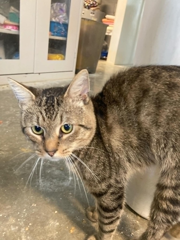 Zeus, an adoptable Domestic Short Hair in Darlington, SC, 29532 | Photo Image 1