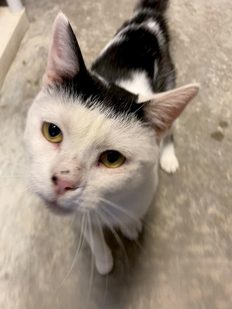 Darren, an adoptable Domestic Short Hair in Darlington, SC, 29532 | Photo Image 1