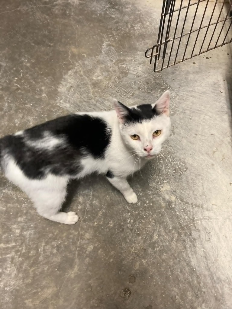 Darren, an adoptable Domestic Short Hair in Darlington, SC, 29532 | Photo Image 3