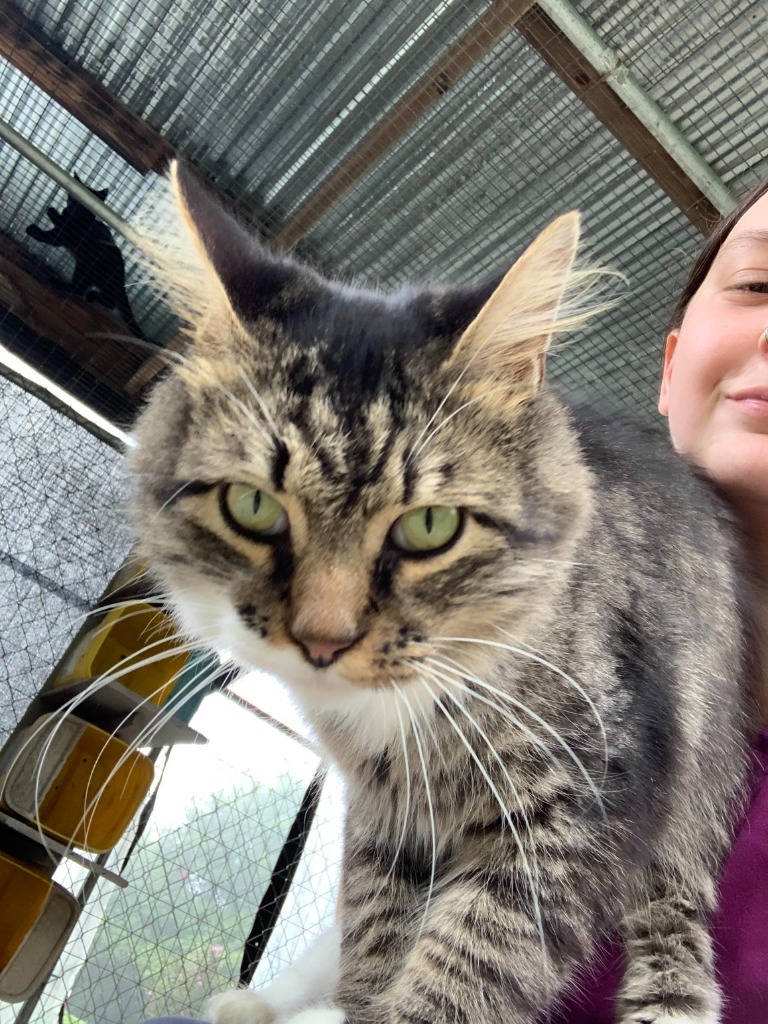 Palmer, an adoptable Domestic Short Hair in Darlington, SC, 29532 | Photo Image 1