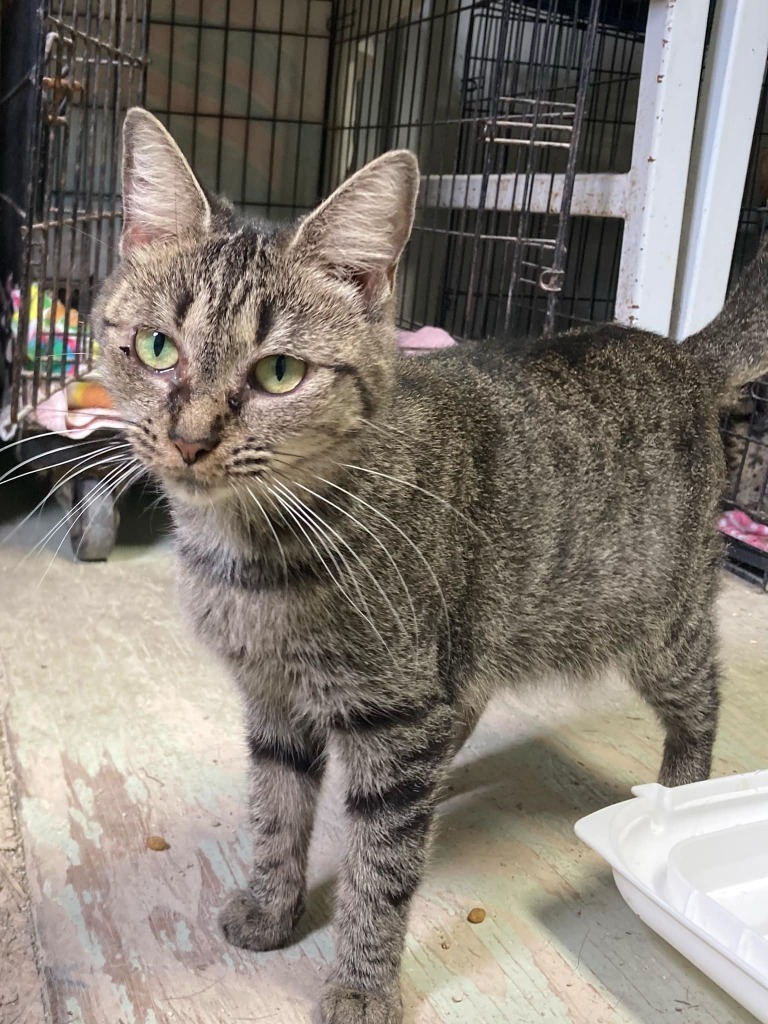 Evelyn, an adoptable Domestic Short Hair in Darlington, SC, 29532 | Photo Image 1