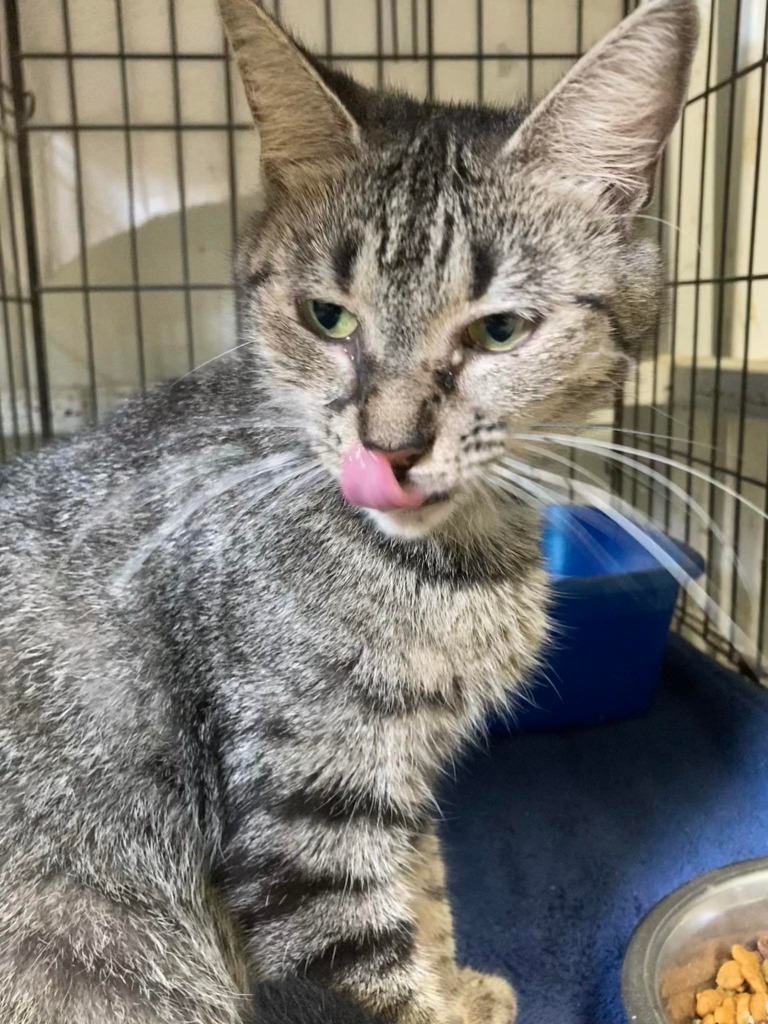 Evelyn, an adoptable Domestic Short Hair in Darlington, SC, 29532 | Photo Image 2