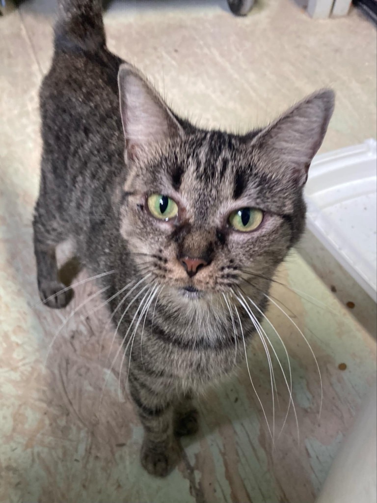 Evelyn, an adoptable Domestic Short Hair in Darlington, SC, 29532 | Photo Image 3