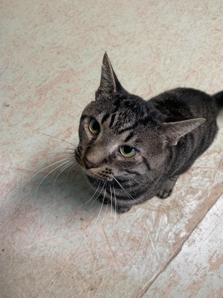 Montgomery, an adoptable Domestic Short Hair in Darlington, SC, 29532 | Photo Image 1