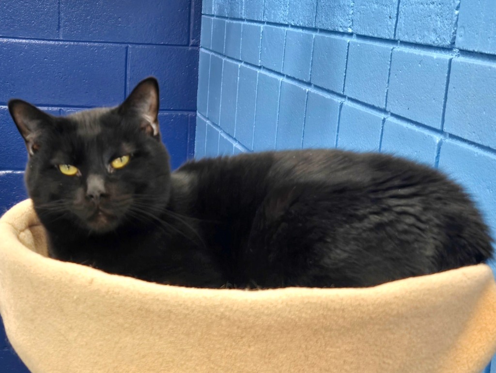 Cosmo, an adoptable Domestic Short Hair in Hartsville, SC, 29550 | Photo Image 1