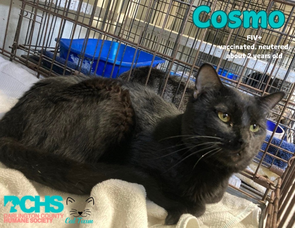 Cosmo, an adoptable Domestic Short Hair in Darlington, SC, 29532 | Photo Image 2