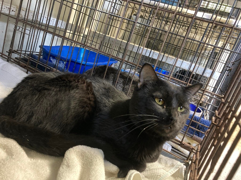 Cosmo, an adoptable Domestic Short Hair in Hartsville, SC, 29550 | Photo Image 2