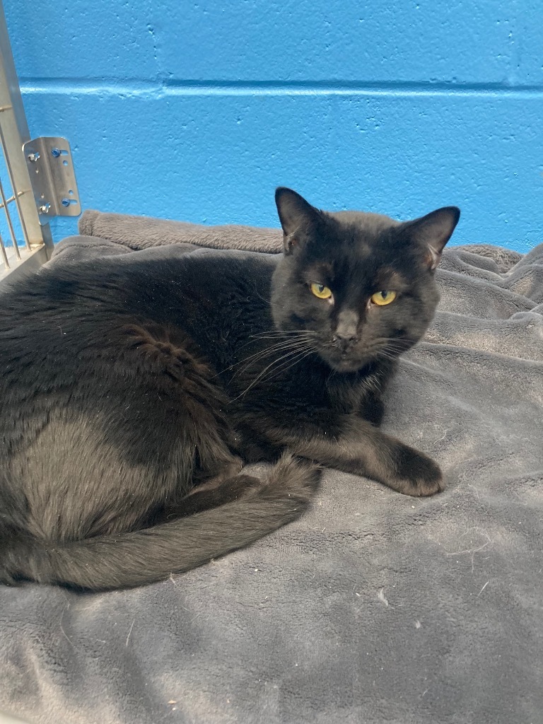 Cosmo, an adoptable Domestic Short Hair in Hartsville, SC, 29550 | Photo Image 4