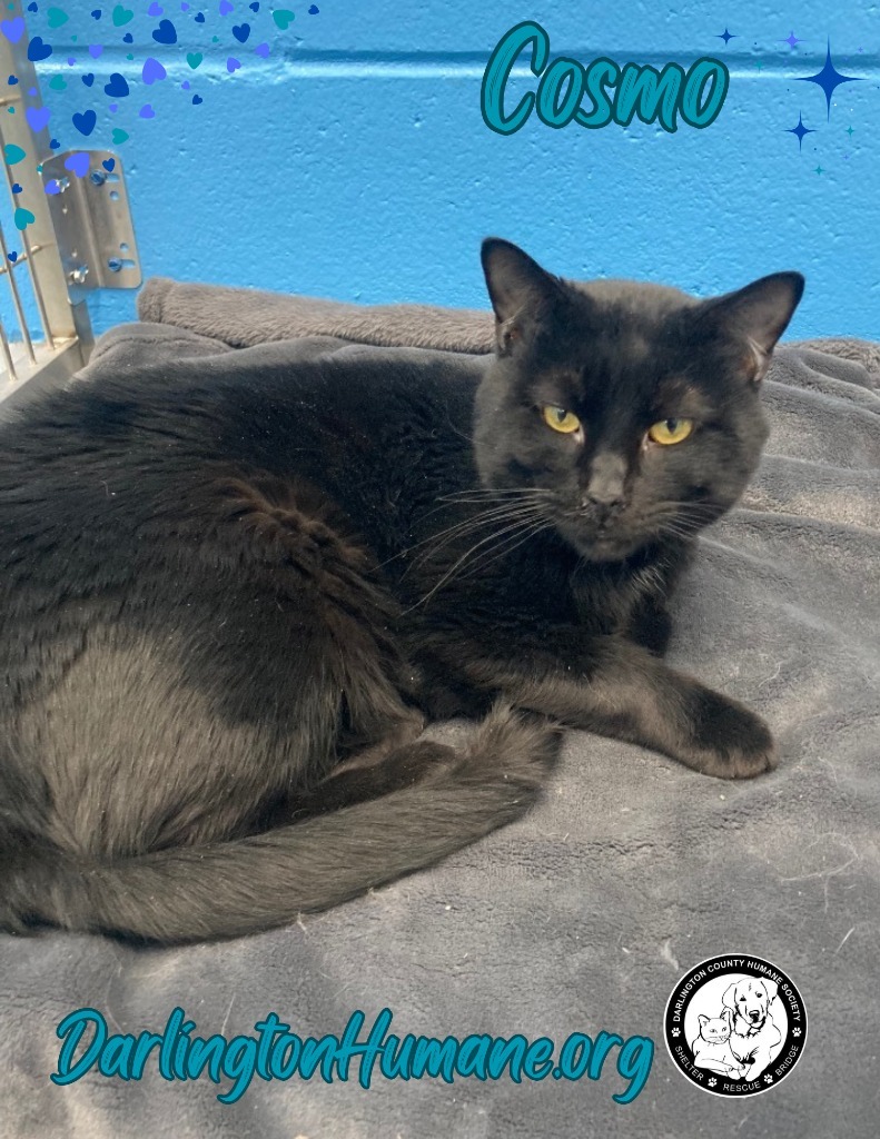 Cosmo, an adoptable Domestic Short Hair in Hartsville, SC, 29550 | Photo Image 5