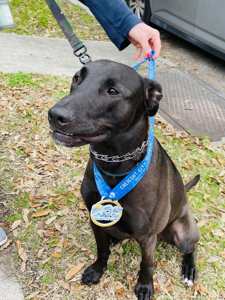 Mr. Dees, an adoptable Great Dane, Greyhound in New Orleans, LA, 70123 | Photo Image 1