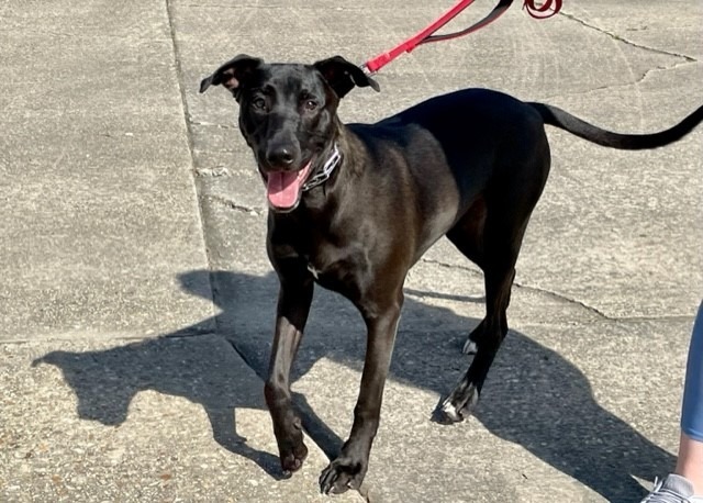 Mr. Dees, an adoptable Great Dane, Greyhound in New Orleans, LA, 70123 | Photo Image 2