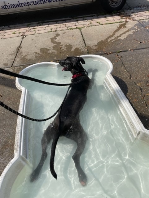 Mr. Dees, an adoptable Great Dane, Greyhound in New Orleans, LA, 70123 | Photo Image 3