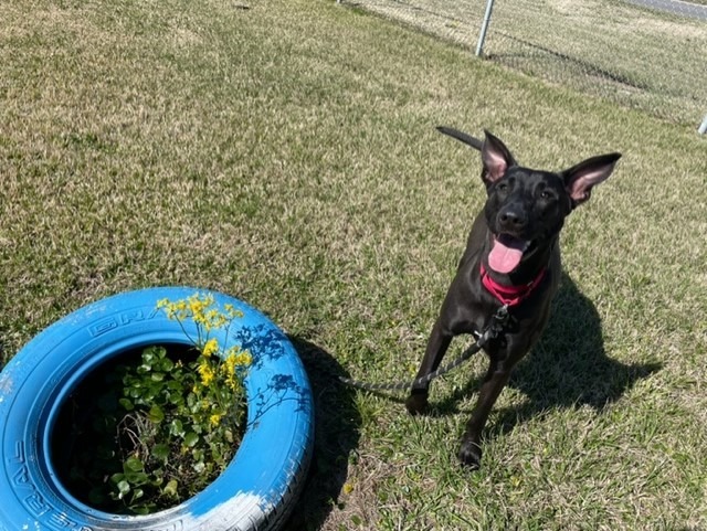 Mr. Dees, an adoptable Great Dane, Greyhound in New Orleans, LA, 70123 | Photo Image 4