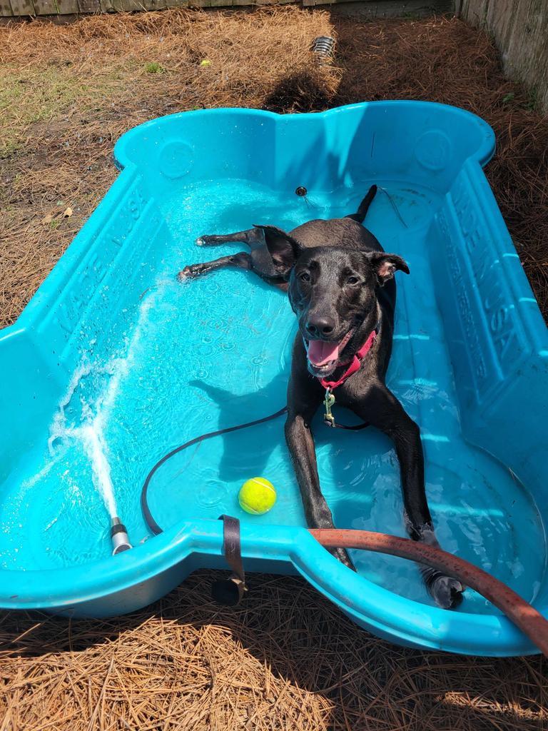 Mr. Dees, an adoptable Great Dane, Greyhound in New Orleans, LA, 70123 | Photo Image 5