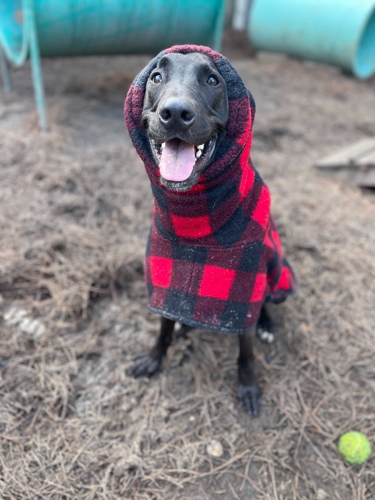 Mr. Dees, an adoptable Great Dane, Greyhound in New Orleans, LA, 70123 | Photo Image 6