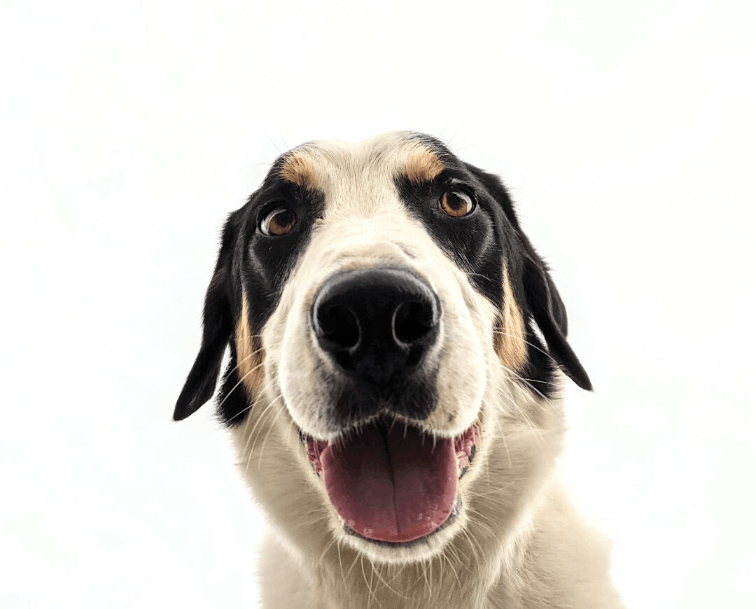Huck, an adoptable Border Collie, Treeing Walker Coonhound in Bend, OR, 97702 | Photo Image 3