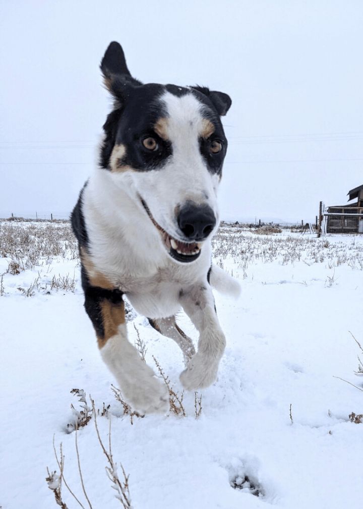 Border collie coonhound store mix