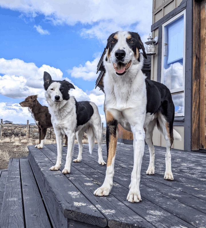 Border collie hot sale hound