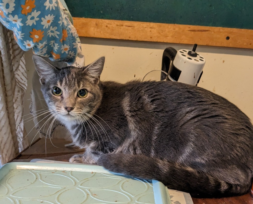 Blueberry, an adoptable Domestic Short Hair in Brainardsville, NY, 12915 | Photo Image 1