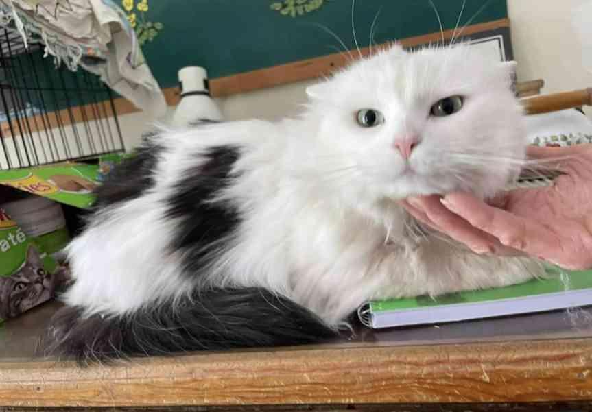 Little Girlie, an adoptable Domestic Long Hair in Brainardsville, NY, 12915 | Photo Image 1