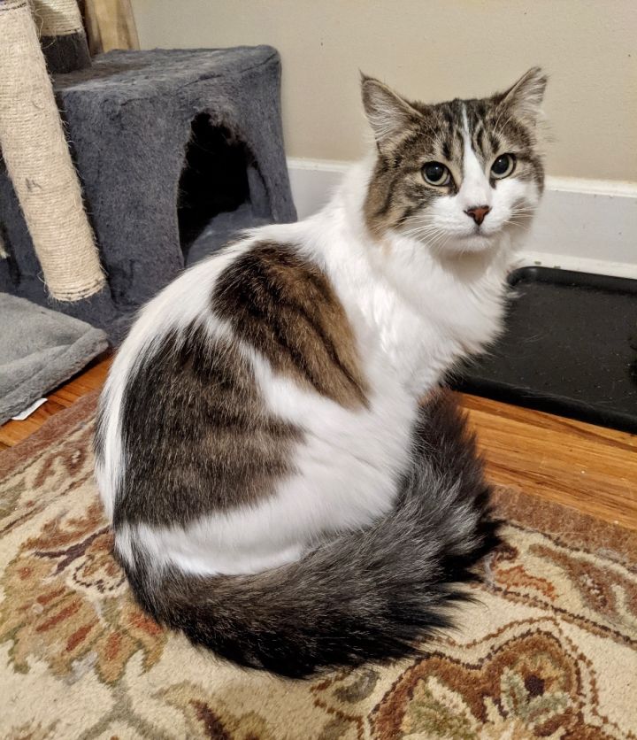 Cat for adoption Dora, a Domestic Medium Hair in Wheeling, IL Petfinder