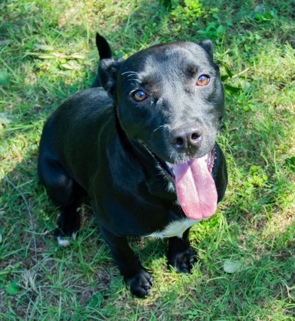 Liz, an adoptable Black Labrador Retriever in Mobile, AL, 36604 | Photo Image 1