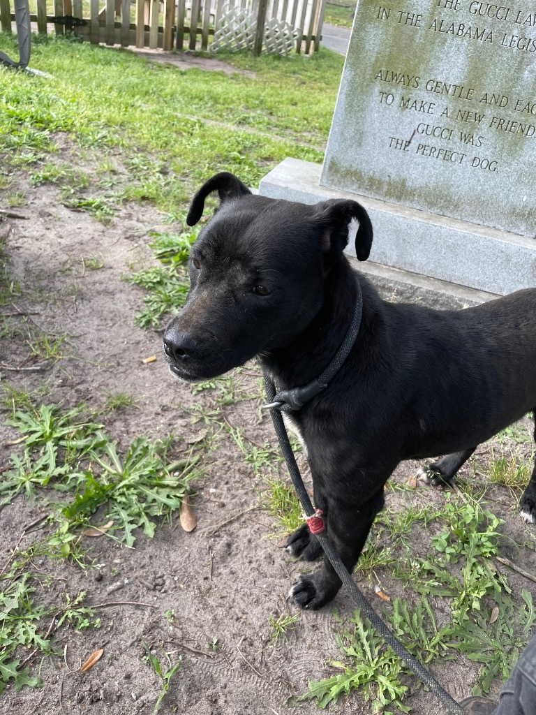 Liz, an adoptable Black Labrador Retriever in Mobile, AL, 36604 | Photo Image 2