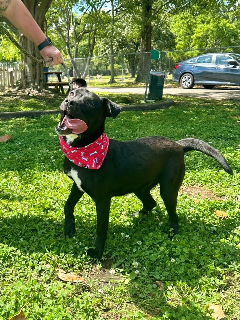 Liz, an adoptable Black Labrador Retriever in Mobile, AL, 36604 | Photo Image 3