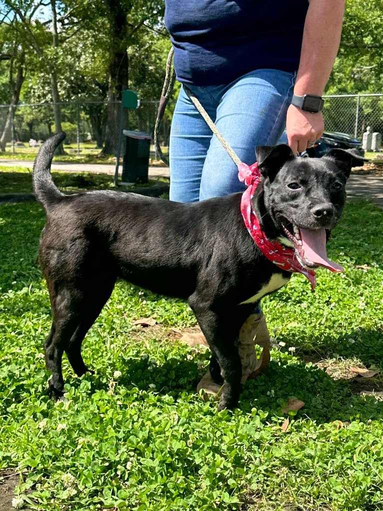 Liz, an adoptable Black Labrador Retriever in Mobile, AL, 36604 | Photo Image 4