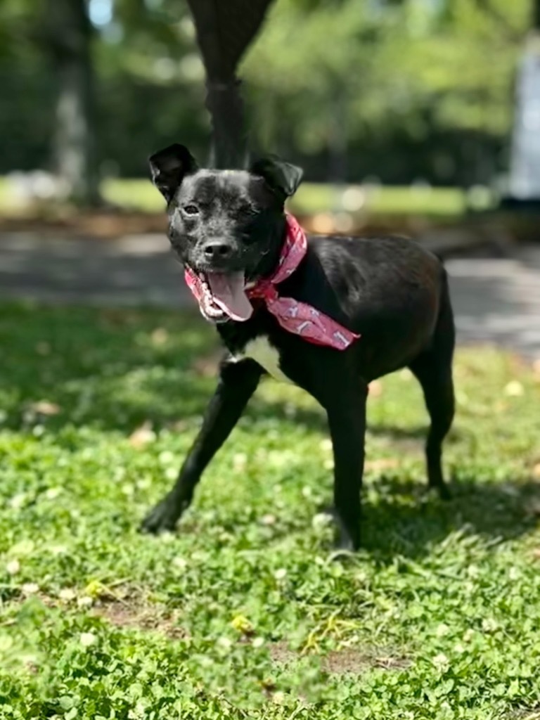 Liz, an adoptable Black Labrador Retriever in Mobile, AL, 36604 | Photo Image 5