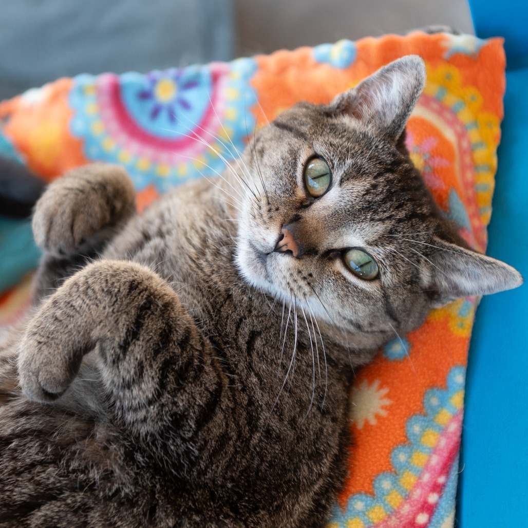 Scarlett, an adoptable Domestic Short Hair in Kanab, UT, 84741 | Photo Image 1
