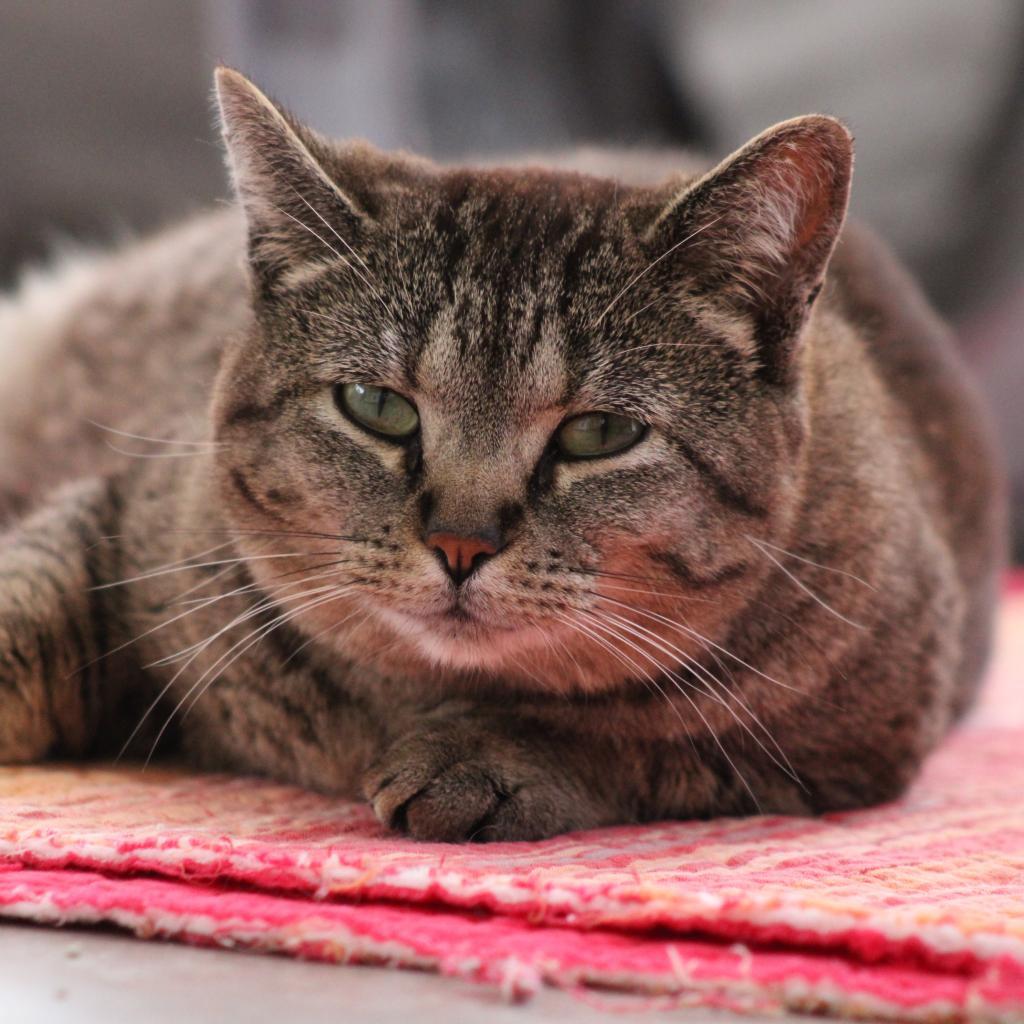 Scarlett, an adoptable Domestic Short Hair in Kanab, UT, 84741 | Photo Image 2