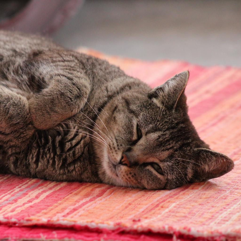Scarlett, an adoptable Domestic Short Hair in Kanab, UT, 84741 | Photo Image 3