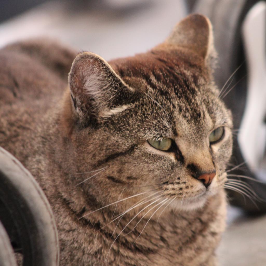 Scarlett, an adoptable Domestic Short Hair in Kanab, UT, 84741 | Photo Image 4