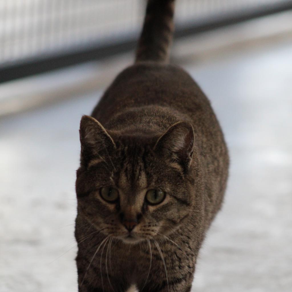 Scarlett, an adoptable Domestic Short Hair in Kanab, UT, 84741 | Photo Image 5
