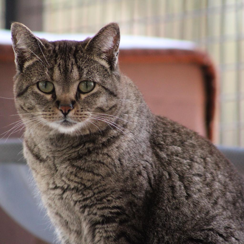 Scarlett, an adoptable Domestic Short Hair in Kanab, UT, 84741 | Photo Image 6