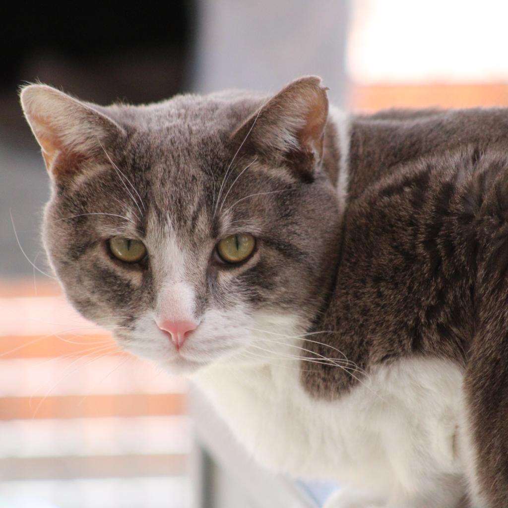 Kenneth, an adoptable Domestic Short Hair in Kanab, UT, 84741 | Photo Image 1