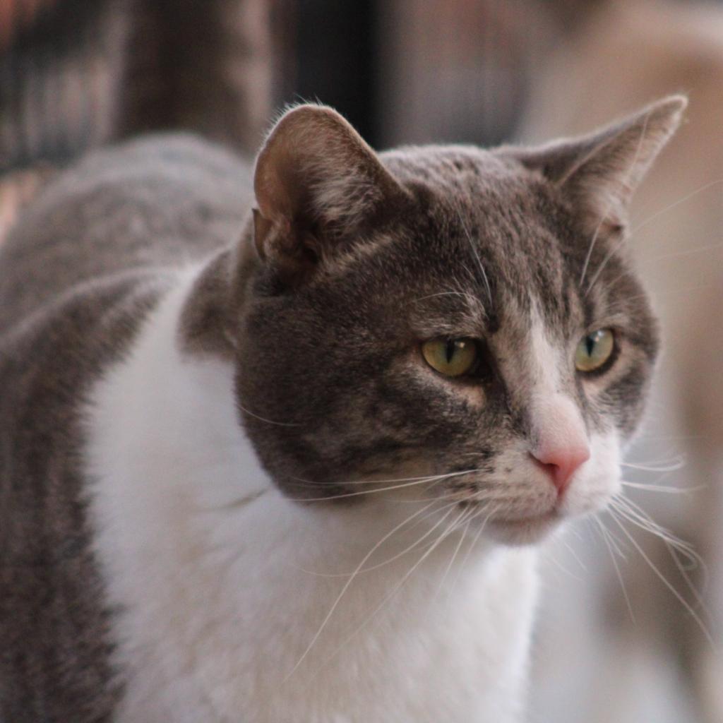 Kenneth, an adoptable Domestic Short Hair in Kanab, UT, 84741 | Photo Image 2