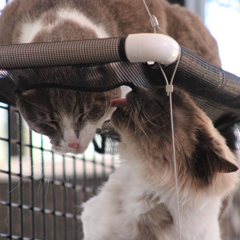 Kenneth, an adoptable Domestic Short Hair in Kanab, UT, 84741 | Photo Image 3