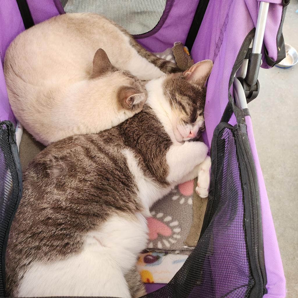 Kenneth, an adoptable Domestic Short Hair in Kanab, UT, 84741 | Photo Image 4