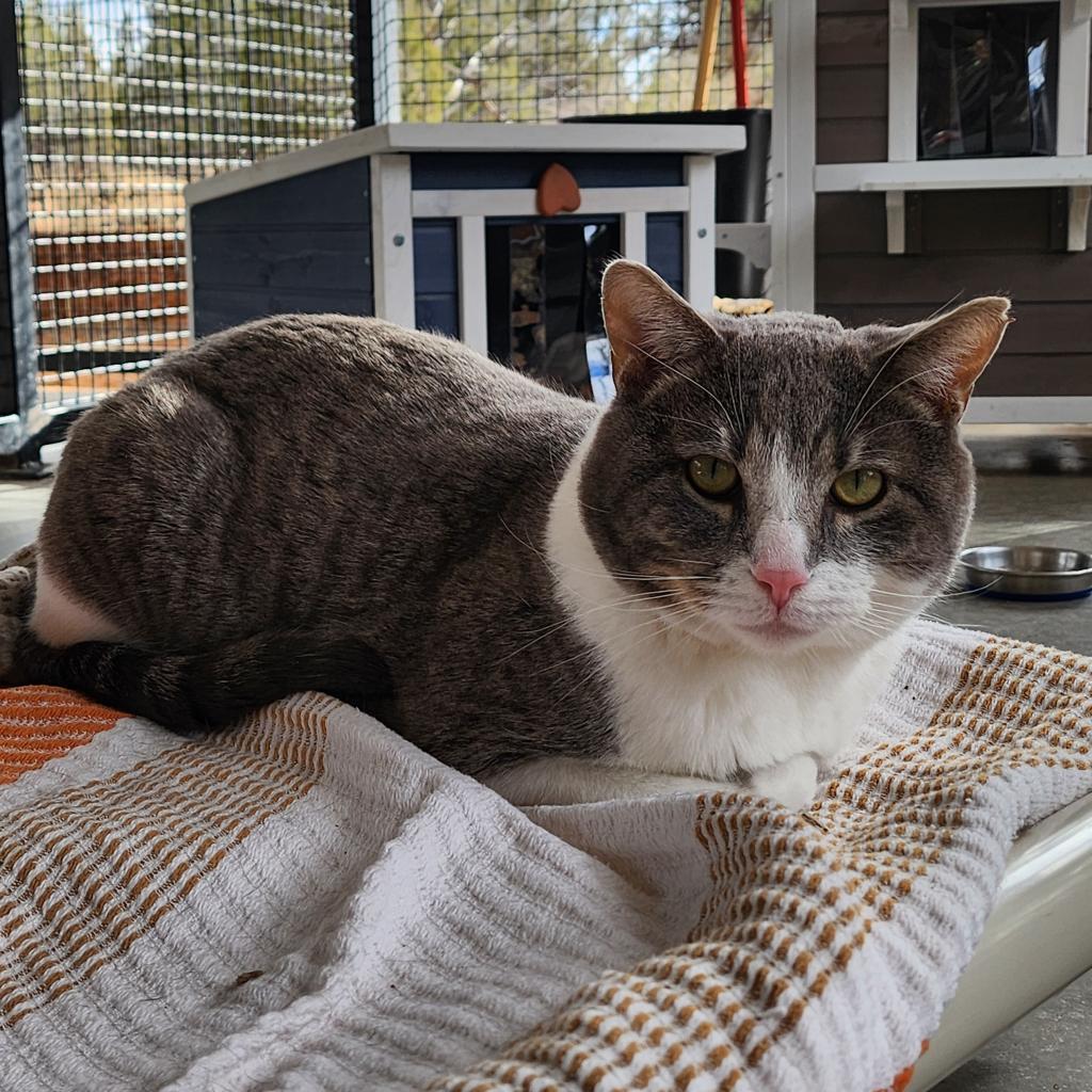 Kenneth, an adoptable Domestic Short Hair in Kanab, UT, 84741 | Photo Image 5