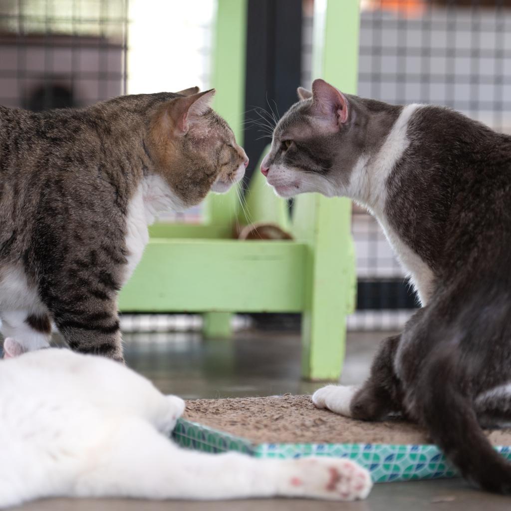 Kenneth, an adoptable Domestic Short Hair in Kanab, UT, 84741 | Photo Image 6