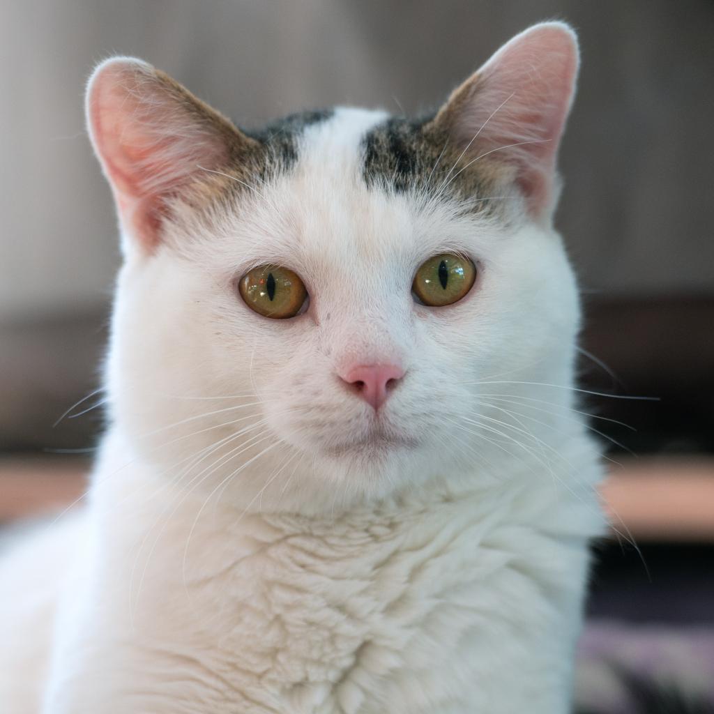 Nate, an adoptable Domestic Short Hair in Kanab, UT, 84741 | Photo Image 1