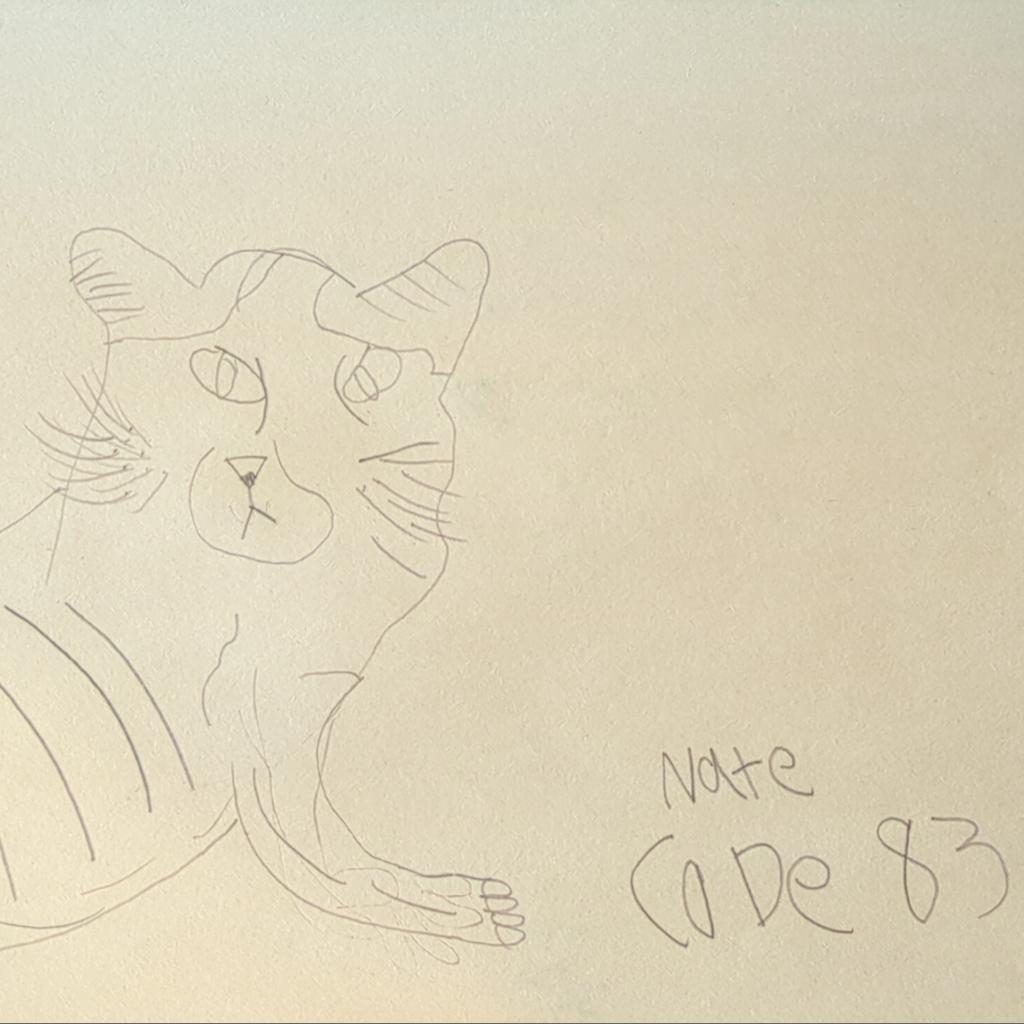 Nate, an adoptable Domestic Short Hair in Kanab, UT, 84741 | Photo Image 2