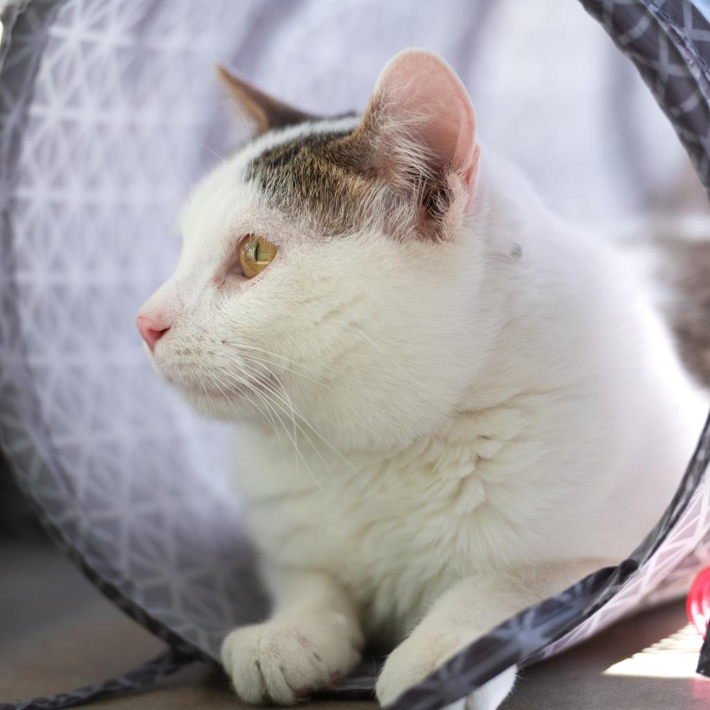 Nate, an adoptable Domestic Short Hair in Kanab, UT, 84741 | Photo Image 3