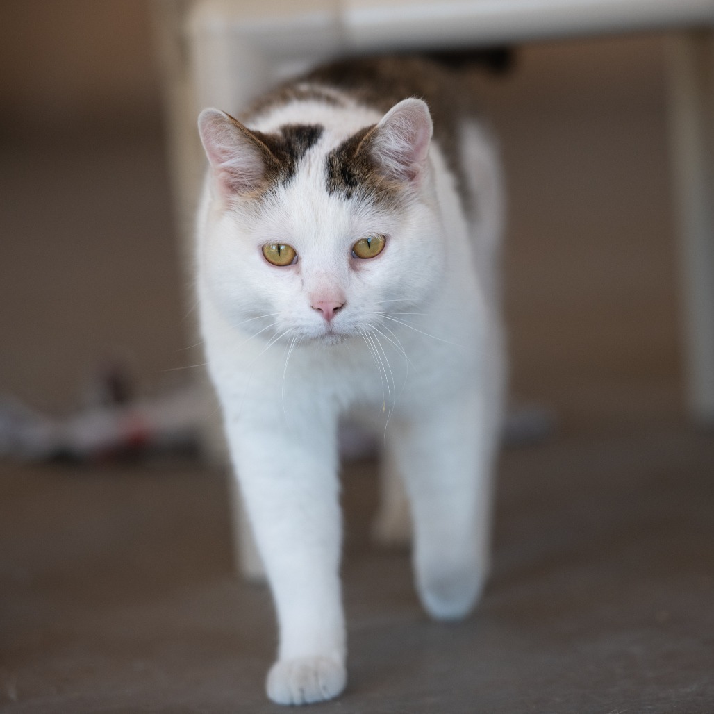 Nate, an adoptable Domestic Short Hair in Kanab, UT, 84741 | Photo Image 5