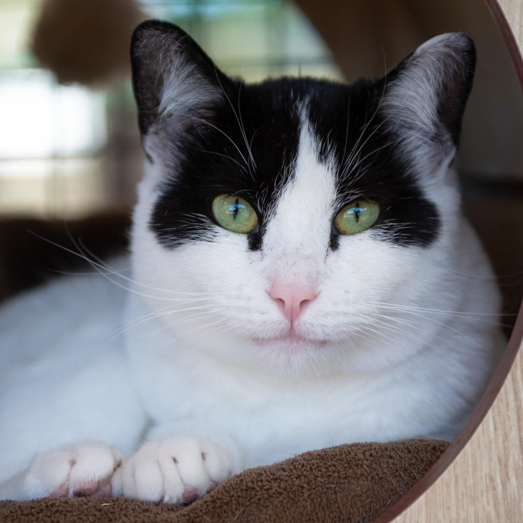 Morgan, an adoptable Domestic Short Hair in Kanab, UT, 84741 | Photo Image 1