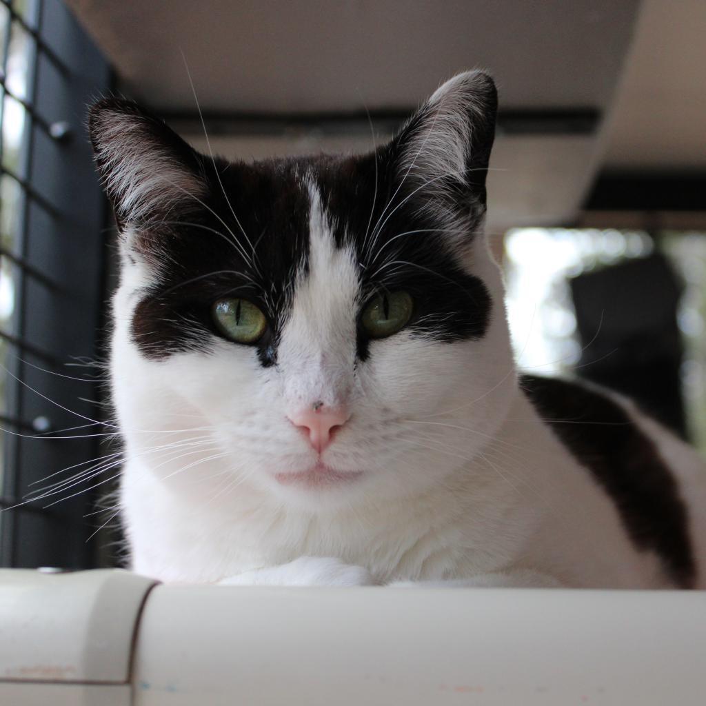 Morgan, an adoptable Domestic Short Hair in Kanab, UT, 84741 | Photo Image 2