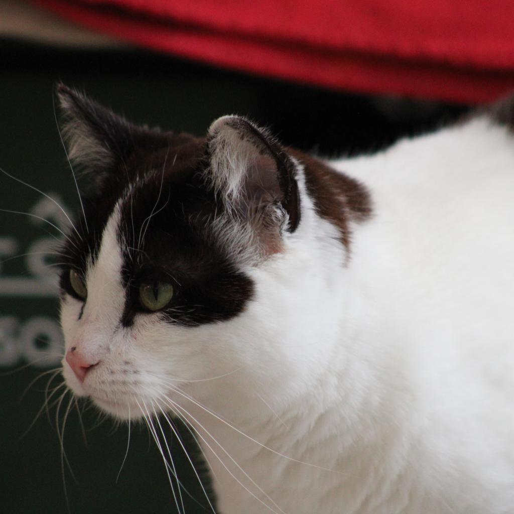 Morgan, an adoptable Domestic Short Hair in Kanab, UT, 84741 | Photo Image 3