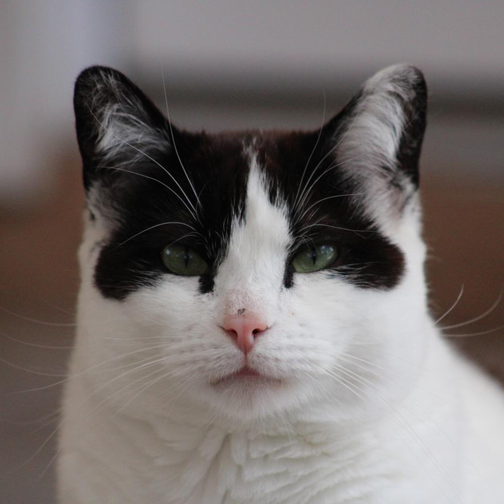 Morgan, an adoptable Domestic Short Hair in Kanab, UT, 84741 | Photo Image 4
